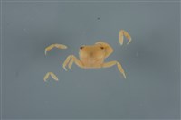 藏品(平背蜞)的圖片
